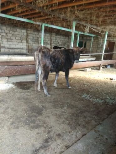 Inəklər, öküzlər: Salamlar iri buynuzlu mal aliram kimdə var xeber etsin boğaz qisir — 2