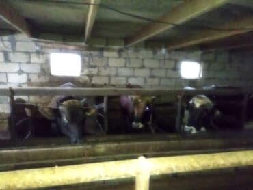 Great Wall: Satılır: iri buynuzlu heyvanla 11 baş 5 aylıq bordag malı çəkisi 130 — 2