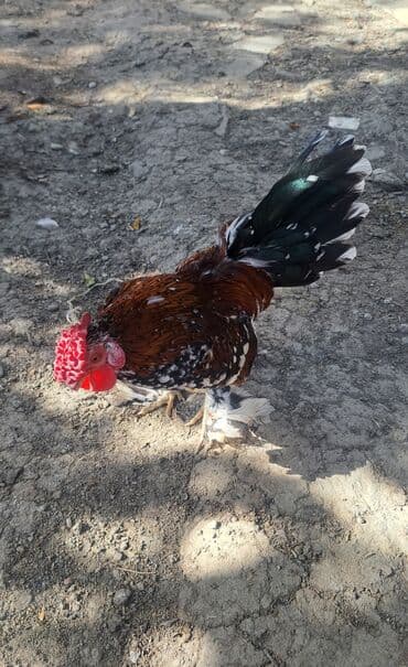 xoruz toyuq: Xoruz, il: 1, Pulsuz çatdırılma — 2