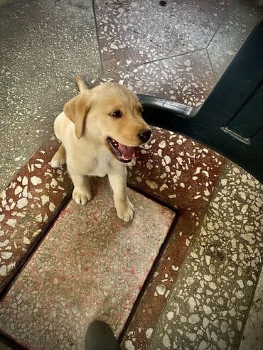 собаки в хорошие руки: Saf qan labrador
qurd dermani verilib
iyneleri vurulub
erkekdir — 2