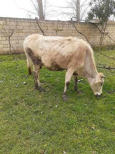 heyvan per page 40: Mal-qara: Yerli inək Xüsusiyyətlər: - Şəkillərdə bir neçə yerli inək — 6