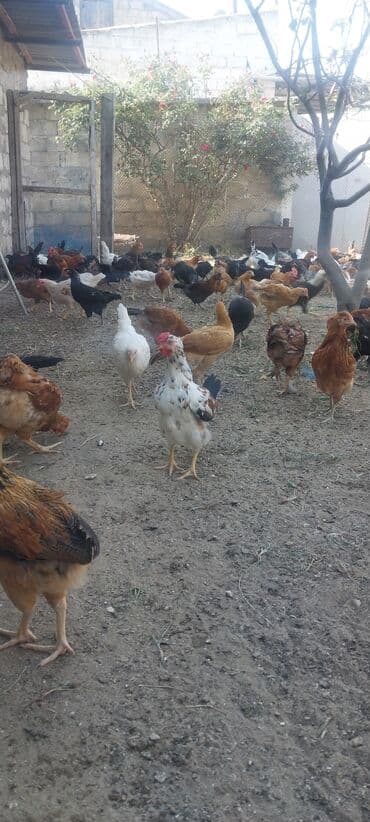 cins xoruz yumurtada banlayar: Toyuq, Yumurtalıq — 1