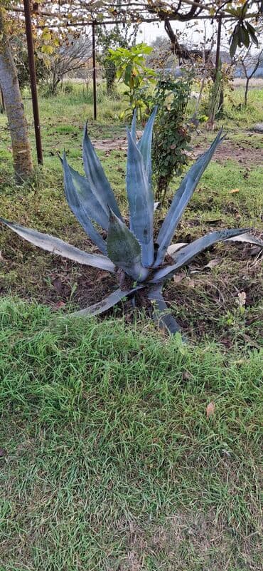 Digər bitkilər: Bitki: Agava americana (mavi‑boz yarpaqlı dekorativ agava) Təsvir: - — 3