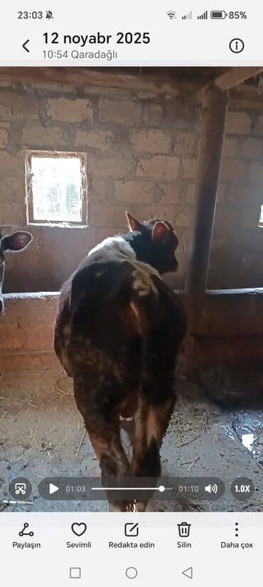 cins ineklerin satisi: Məhsul: Yetişdirilmiş dana/buzaq Təsvir: - Qara-ağ rəngdə, yerli — 1