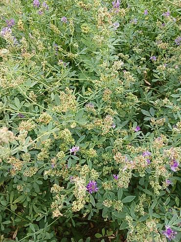 qab gülü: Yonca (Medicago sativa) – toxumlu bitki Məhsul xüsusiyyətləri: - Növ — 1