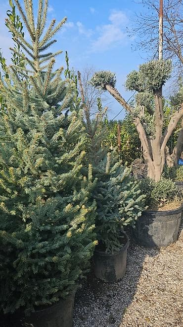 suvarma şlanqları: Ucuz qiymete qazon. var. 0Thuja və iynəyarpaqlı dekorativ ağaclar – — 4