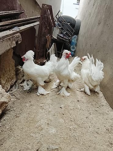 avcarka satilir: 4 xoruz 2 fərə Sultan Toyuqlari satilir 4 aylıqdi — 3