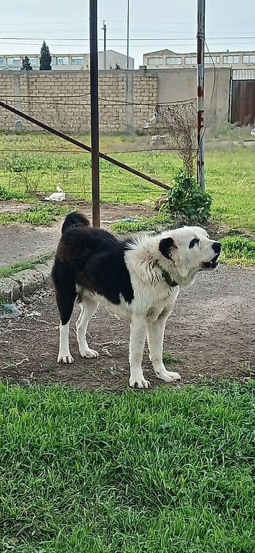 sivas kangal kanqal iti: Alabay, 2 il, Erkek, Peyvəndli, Pulsuz çatdırılma — 3
