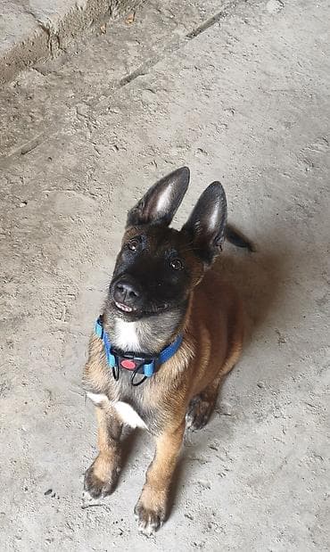 heyvan geyimleri: Belçika Malinua balası - Cins: Belçika Malinua (Malinois) - Yaş — 1