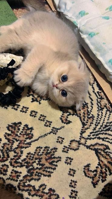 Şotland yastı qulaq