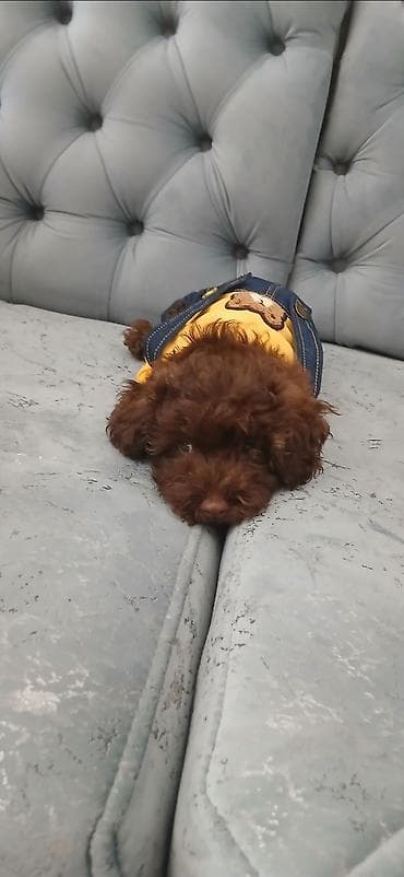 Pudel