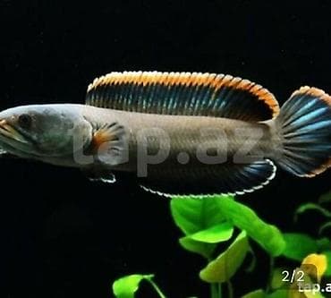 dib balıqları: Yırtıcı — 1