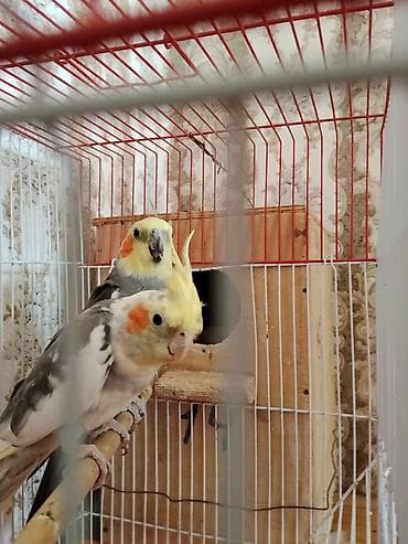 babil quşu: Saglam Cut Karella.1 Defe bala veribler kletkasiz satilir.Qiymet — 8