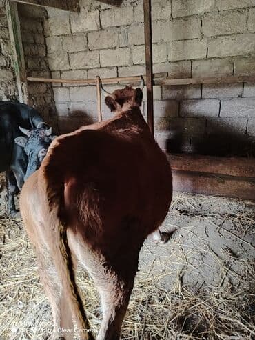 inəkler: Dişi, il: 3, 300 kq, Damazlıq, Ünvandan götürmə — 2