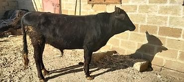 Dana, buzov, Erkək, ay: 10, Ətlik