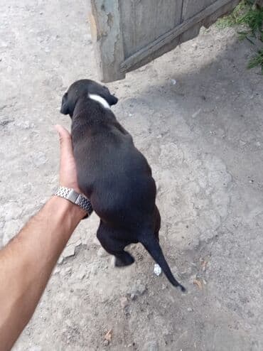 dişi pitbul: Pitbul, 1 ay, Dişi, Ödənişli çatdırılma — 7