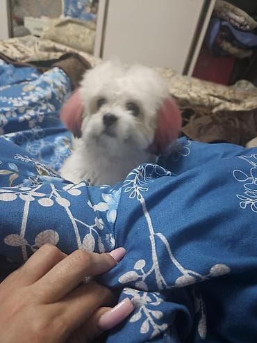 alabay itleri: Maltipoo balası – ev üçün ideal yoldaş - Cins: Maltipoo (Maltese x — 1