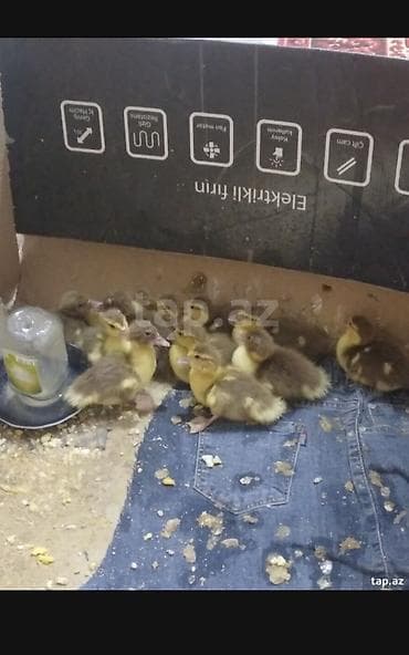 Salam krasnadar őrdək balaları satlır 17 ədəddir 10 gűnlűkdűr űnvan — 4