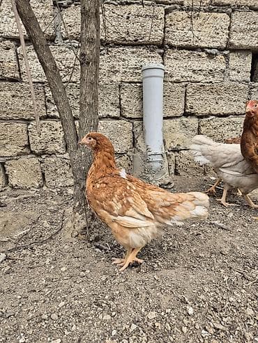 Heyvanlar üçün mallar: Toyuq, Yumurtalıq, Ünvandan götürmə — 4