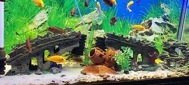 betta balığı: Tam komplekt akvarium sistemi - Şüşə akvarium: düz bucaq formalı — 4