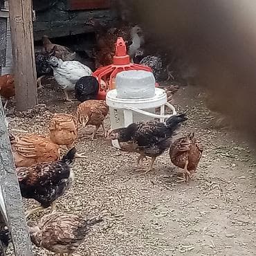 cuce sekli: Toyuq, Damazlıq — 2