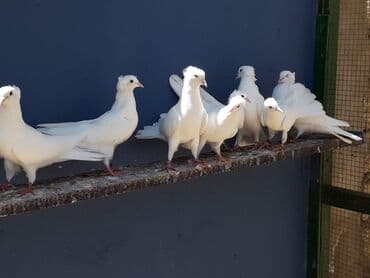 Xüsusiyyətlər: kom şəkildə satilir 40 a yaxin quşdu - Rəng: tam ağ lalafo.az -da Xüsusiyyətlər: kom şəkildə satilir 40 a yaxin quşdu - Rəng: tam ağ