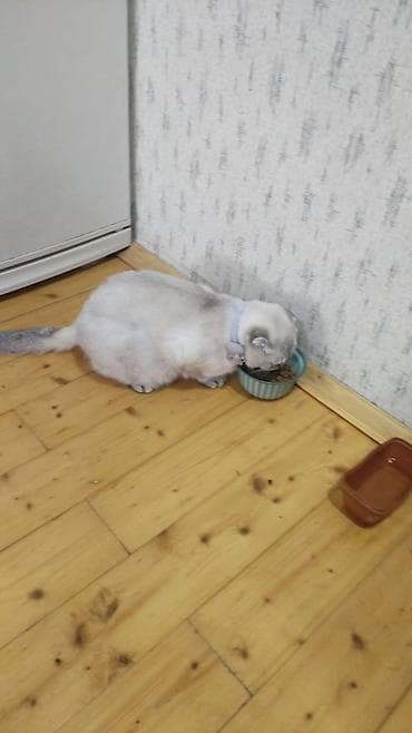 тап аз кошки: Шотландская — 5