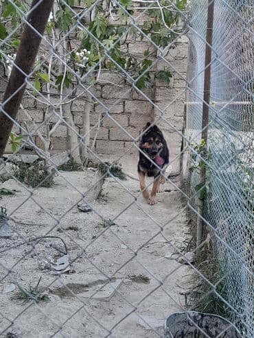 Gəmiricilər: Alman çoban iti, 1 il, Erkek, Peyvəndli, Ünvandan götürmə — 6