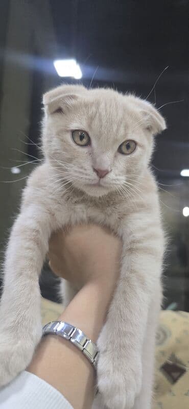 pişiklər ucuz: Şotland — 1