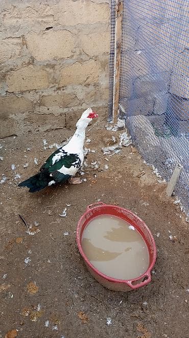 su qabi satisi: Erkək, | Lal ördək, Damazlıq — 2