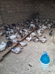 çöl ördeyi: Kəsilib təmizlənmiş, çox sayda olarsa 12 manatdan başlayan qiymət,, — 1