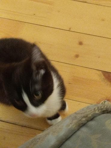 bala afçarka: Yaxşı əllərə — 3