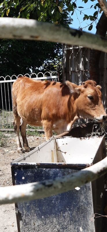 Sağlam heyvandı kəsmyədə yarıyır damazdığada