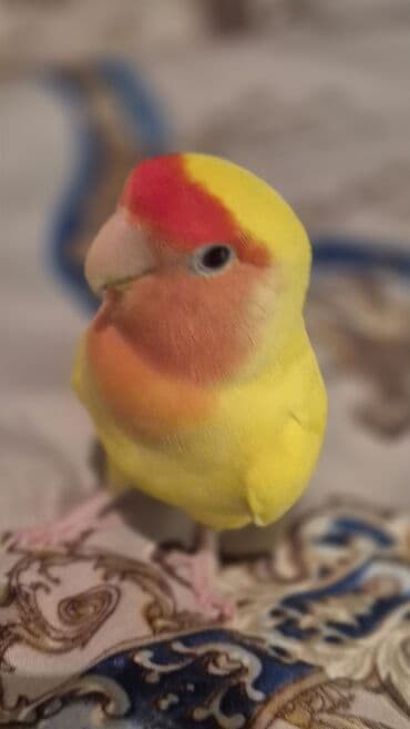 geref quşu: Nerazlucnik Rəngarəng lələkləri olan sevgi quşu. Bu parlaq rəngli quş — 4