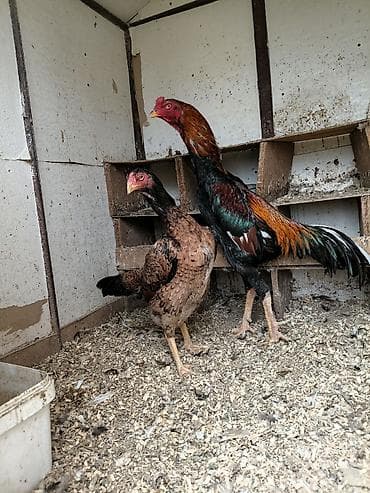 toyuq ayagi: Toyuq, Damazlıq, Ünvandan götürmə — 2