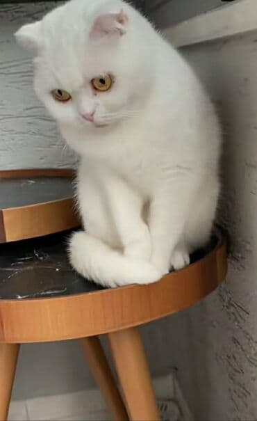 şotland pişiyi nece il yasayir: Şotland yastı qulaq, Erkək — 1