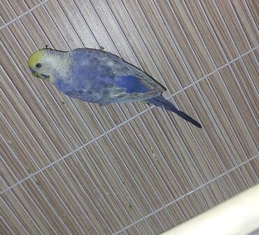 Hazir bala vermis temiz qan erkey rainbow satilir rengi goz qabaginda