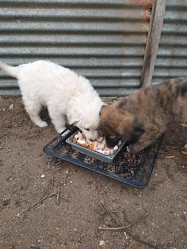 it qiz seksi: 3aylığ sağlam həyət itləri ağ di.idir qaraqəhvəyi erkəydi,ikisi bir — 5