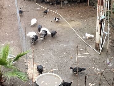 Hinduşka və ördəklər – qarışıq ev quşları - Növ: hinduşka (ağ və qara