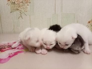 Sevimli pişik balaları - Bir neçə yeni doğulmuş pişik balası