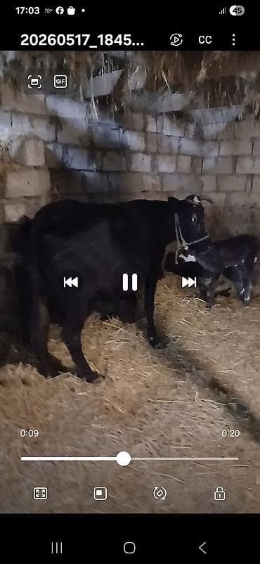 Sütlü inək və buzov - Qara rəngli, buynuzlu inək. Yanında yeni