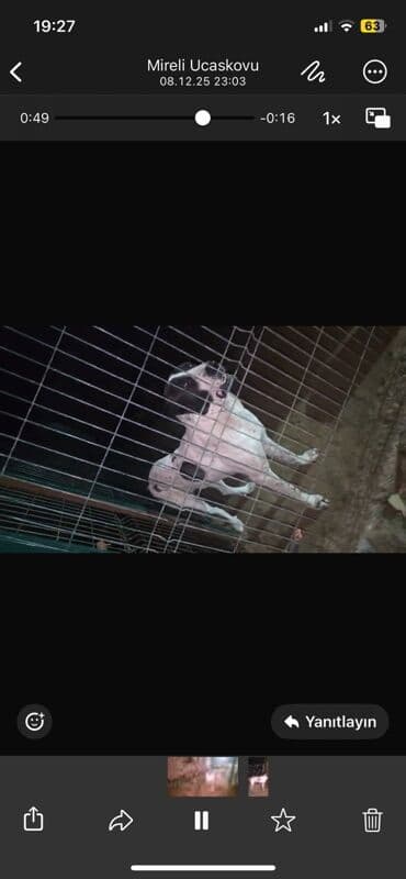 itlərin satışı: Alabay, 2 il, Erkek — 2