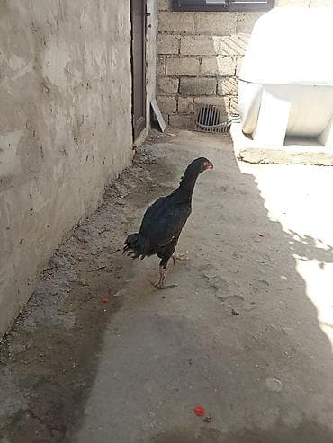 Toyuqlar: Toyuq, Damazlıq — 6