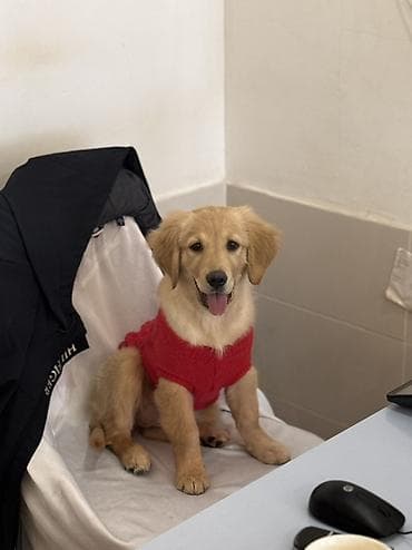 Pişiklər: Retriever, 4 ay, Dişi, Peyvəndli — 3