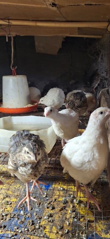 afcarka balası satışı: Bildirçinlər Bir ədədi 2.30 — 1