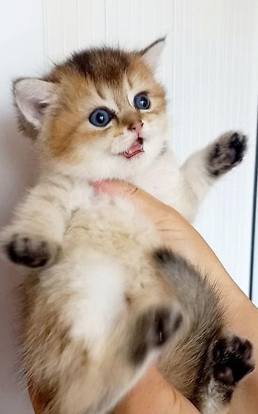 Britan, Erkək, Dişi, Yaxşı əllərə, Ünvandan götürmə lalafo.az -da Britan, Erkək, Dişi, Yaxşı əllərə, Ünvandan götürmə