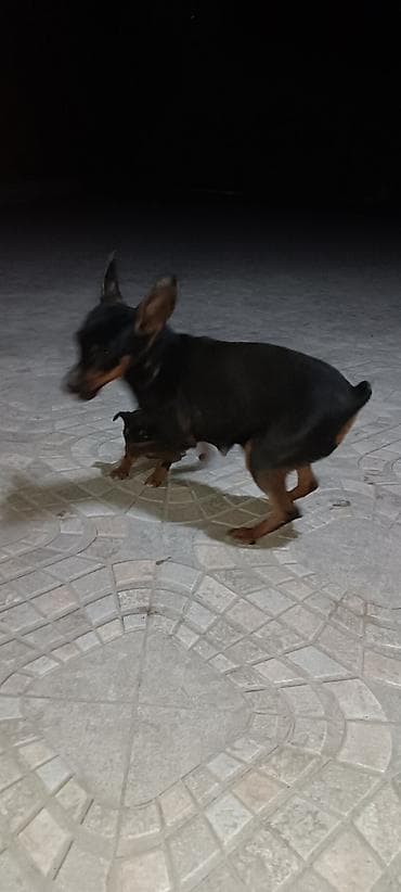 karlik pudel satisi: Miniatür pinçer, 1 ay, Dişi — 4