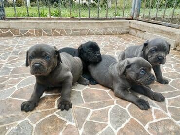 sort itler: Kane-Korso, 2 ay, Peyvəndli, Ünvandan götürmə — 1