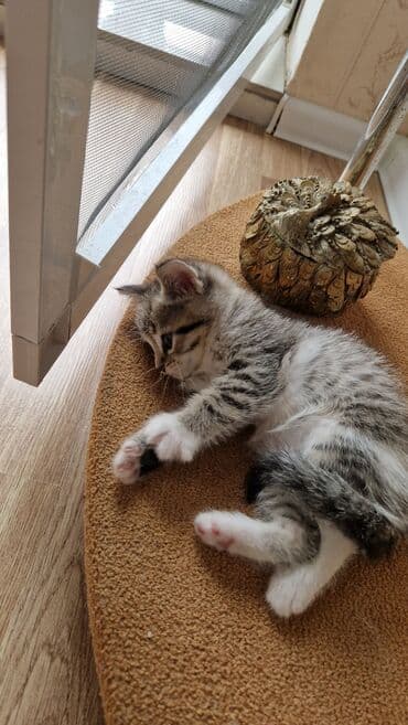 золотая шиншилла котенок: Britan, Dişi, Yaxşı əllərə — 5