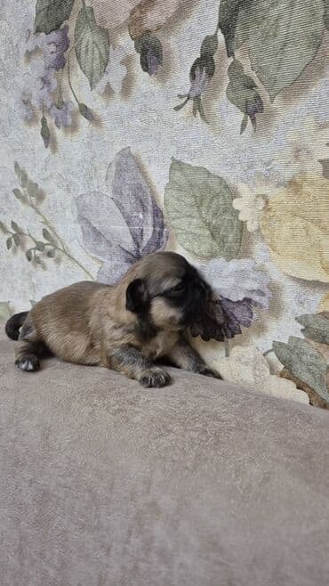 balaca itlərin qiyməti: İt balası – kiçik ölçülü, qısaburun tipli (Pekines/Şih-cu xatırladan) — 4